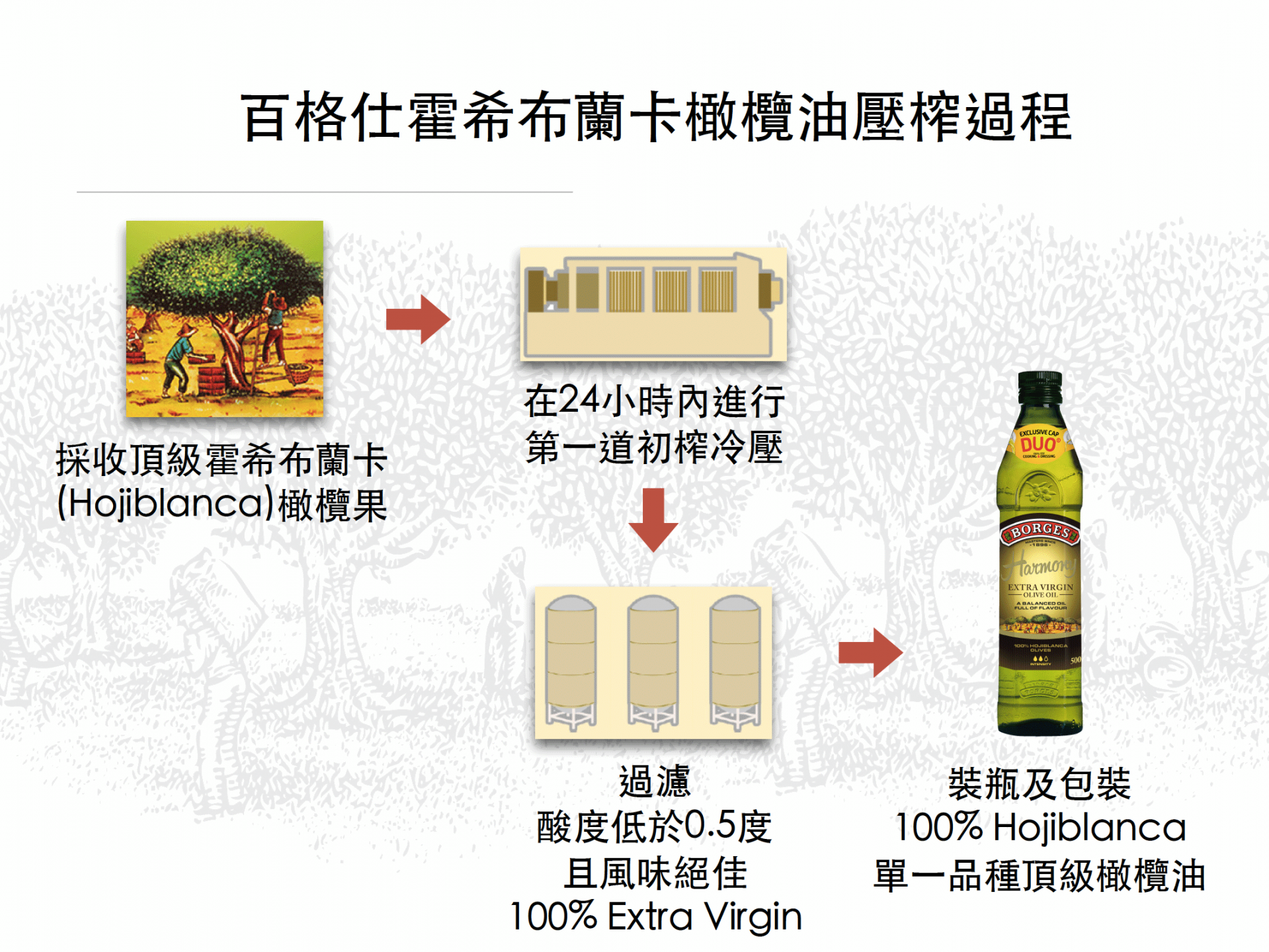 百格仕霍希布蘭卡(Hojiblanca)橄欖油壓榨過程